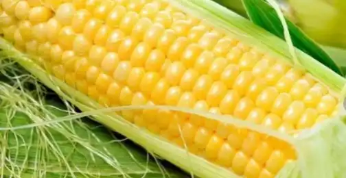 What are corn oligopeptides?